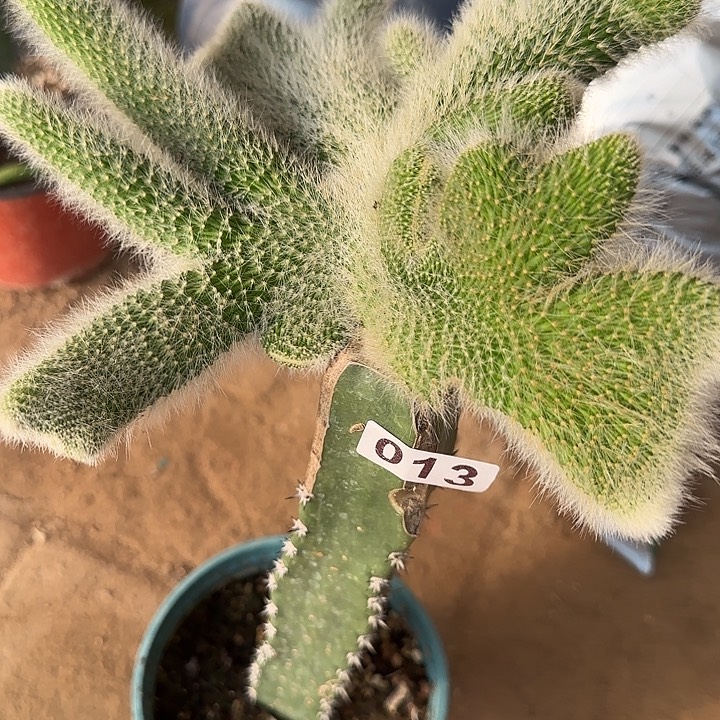 高***姐无花朵嫁接九尾狐缀013