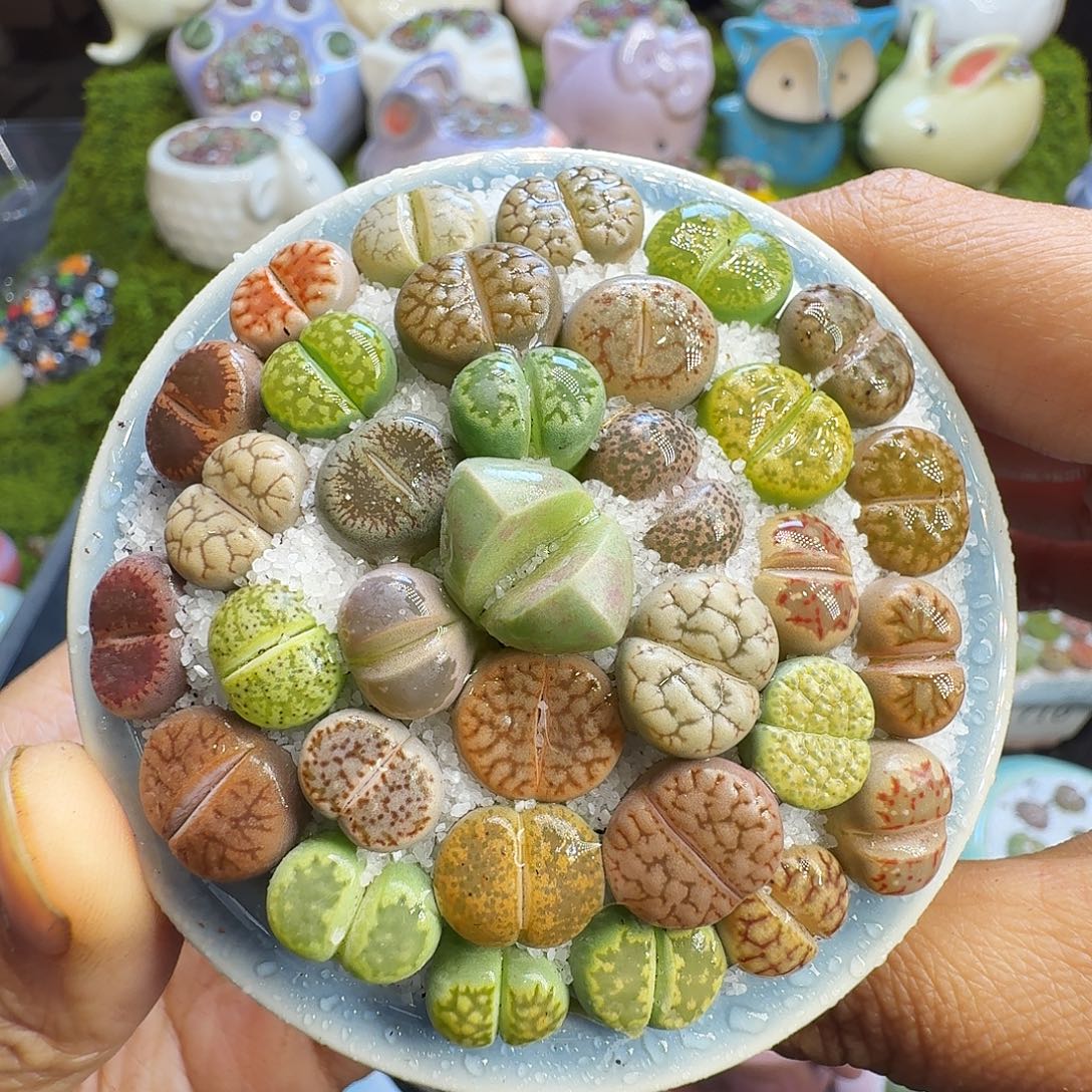 多肉植物开播福利723