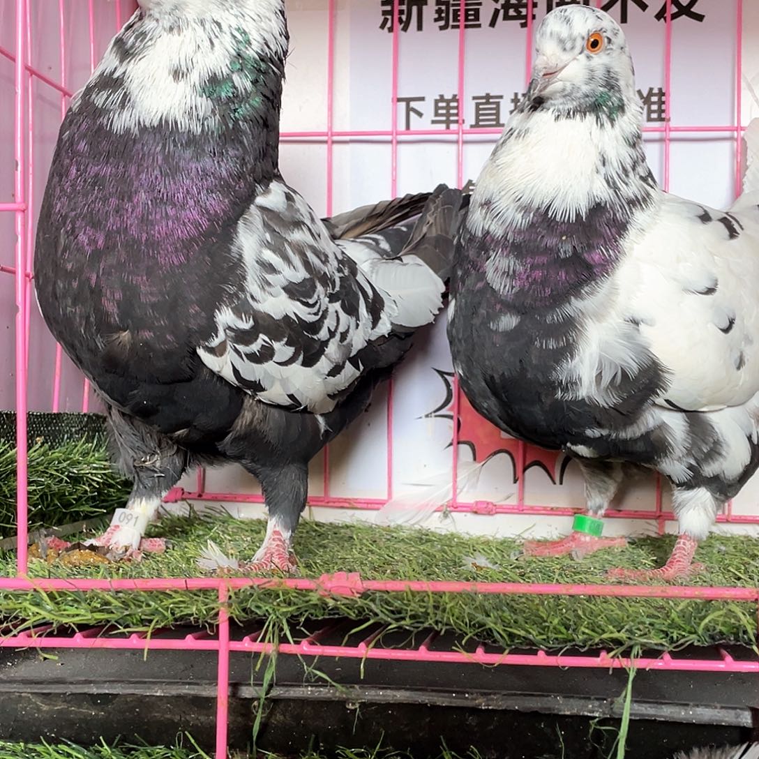 开***好3中国大陆散装鸽子