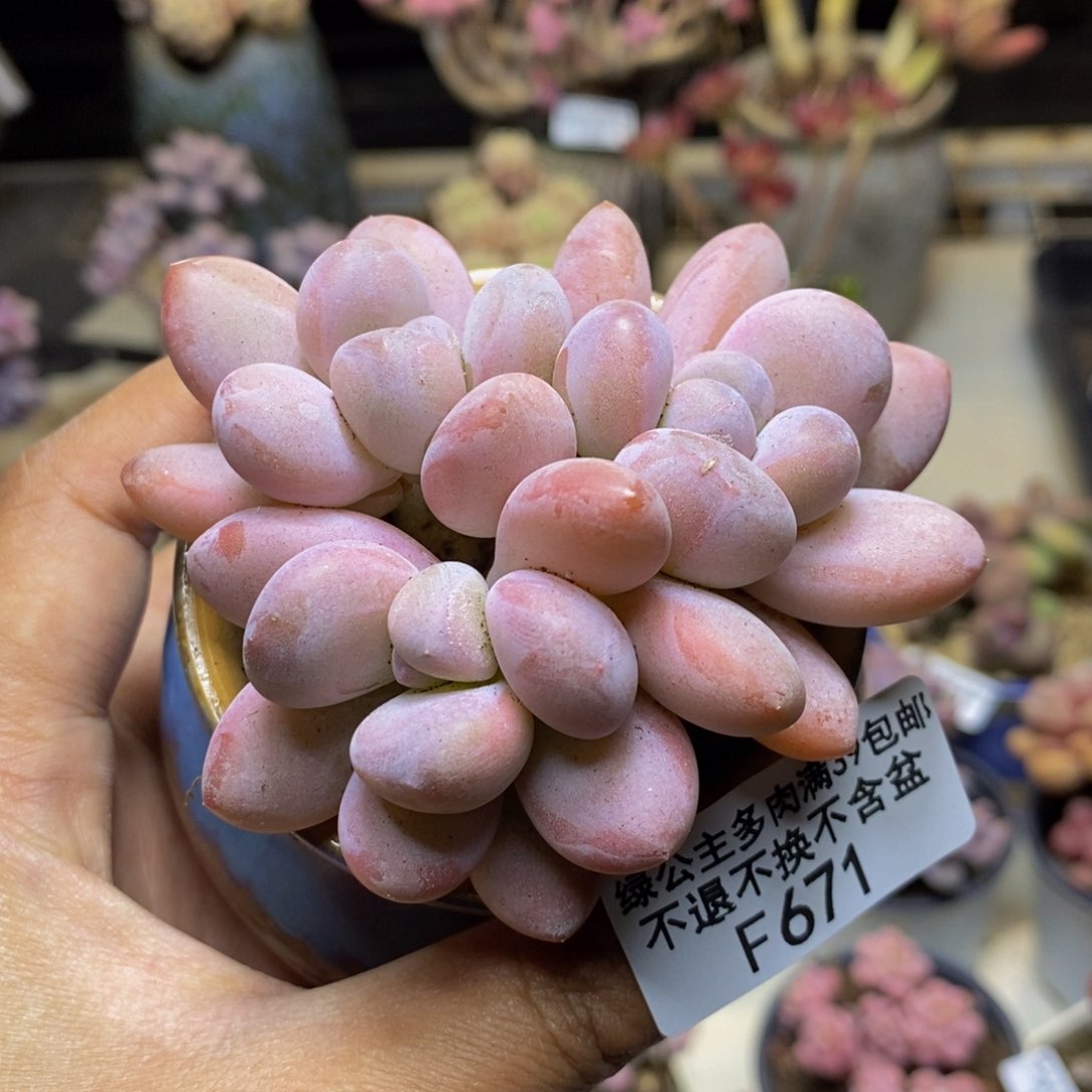 671丸叶香水多肉7c m