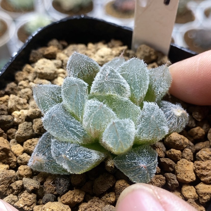 【闪购商品】101梦露