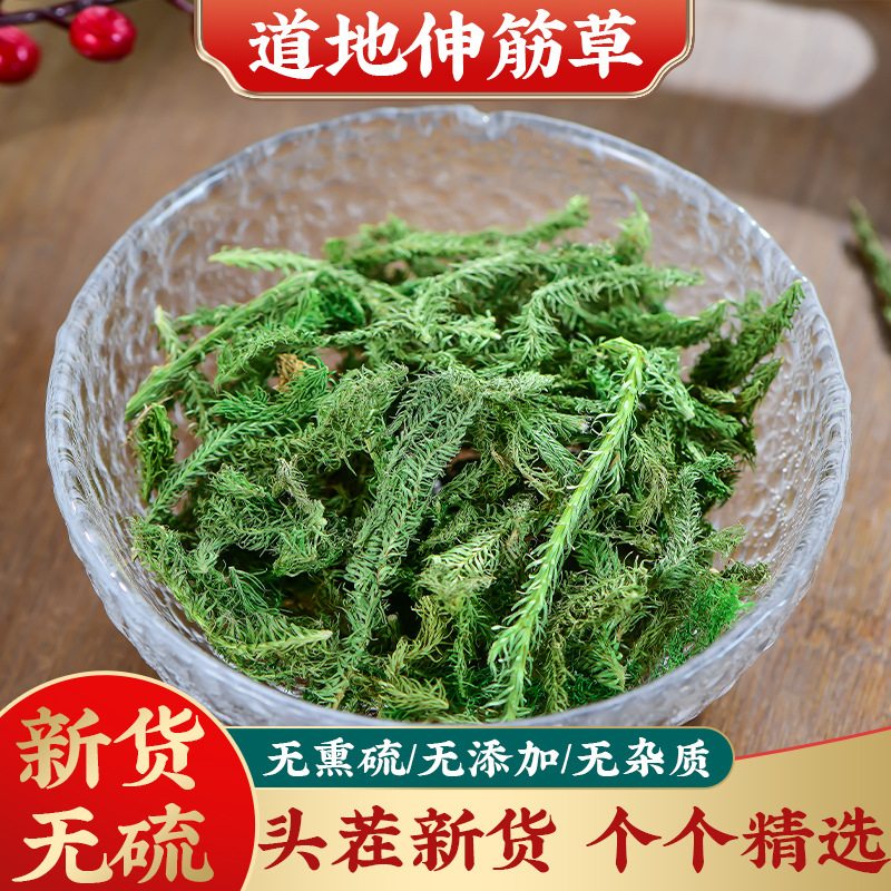 【主任甄选】正宗精选野生伸筋草 舒筋草 狮子草-A