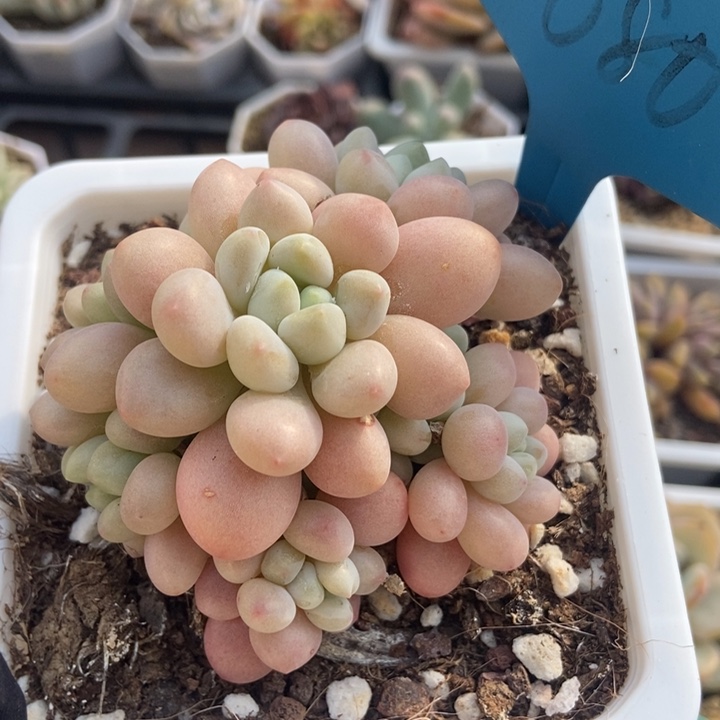 680洛可可鱼子酱多肉植物保护