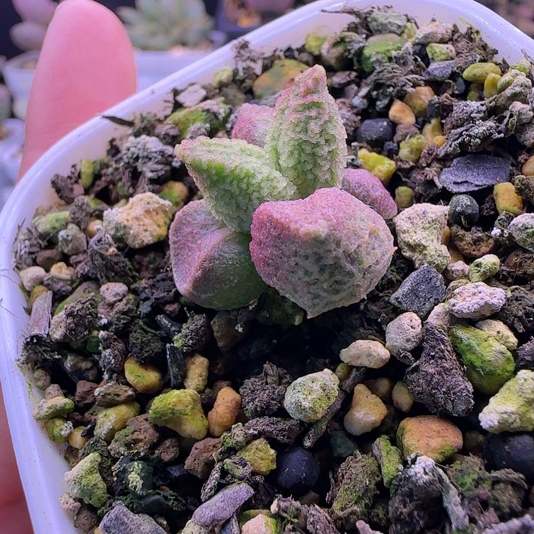 实生新品，精选小苗