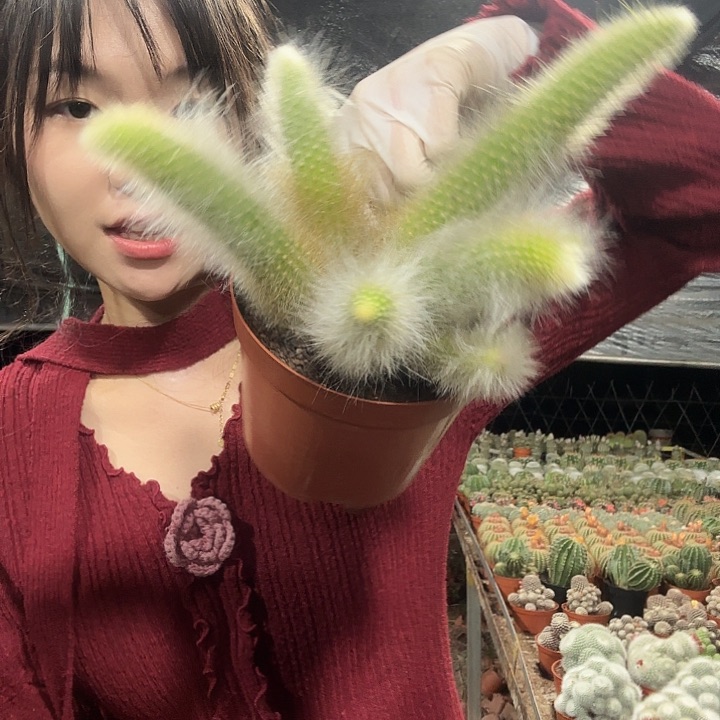 九尾狐组合（6个）