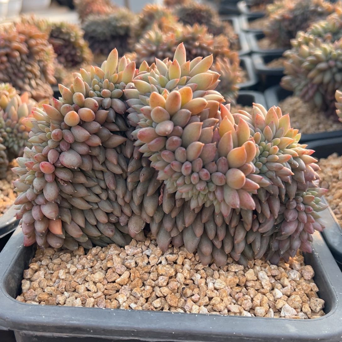 红蜻蜓板子缀化多肉植物