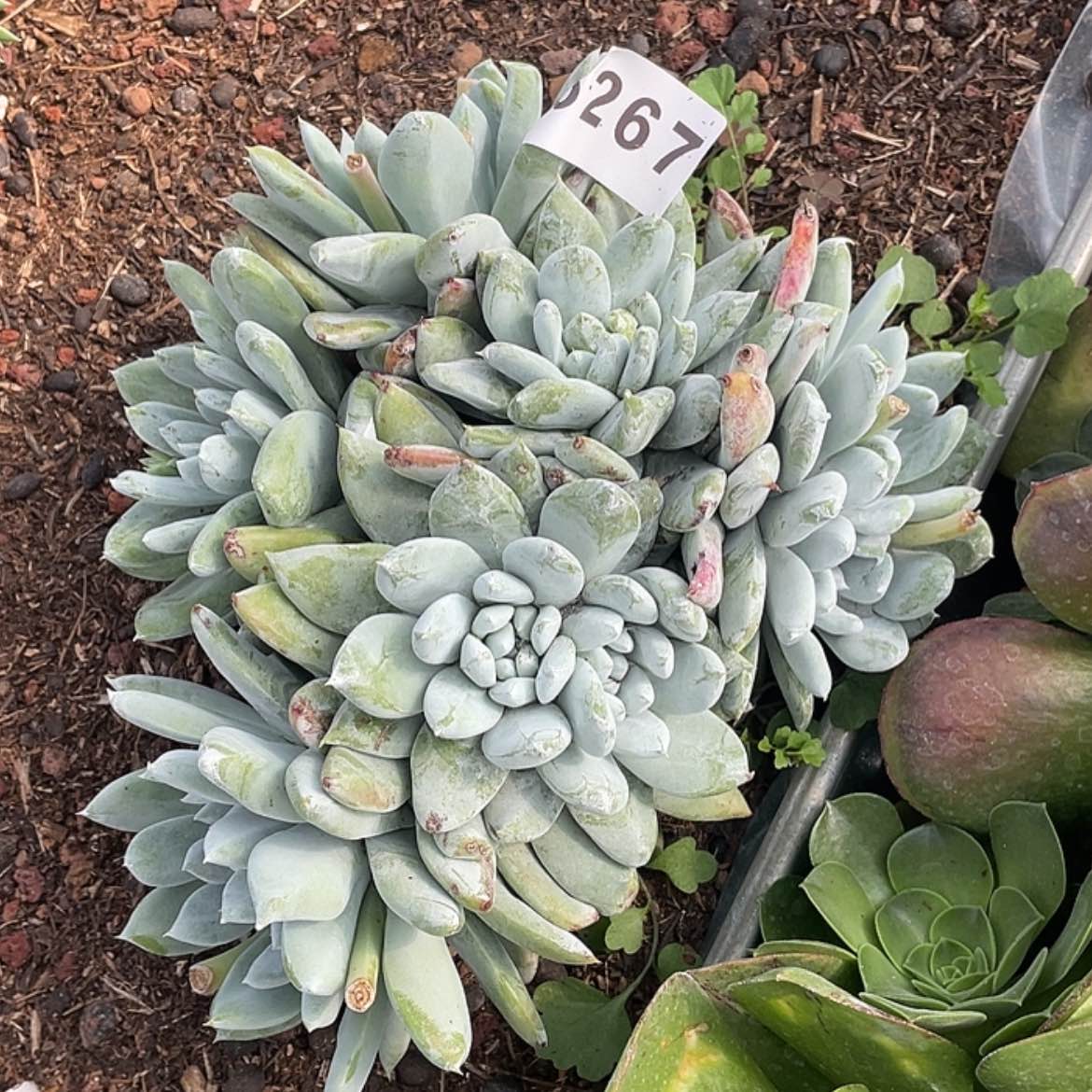 【闪购商品】拇指法瑞