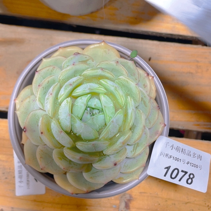 谢谢你的支持0000001078