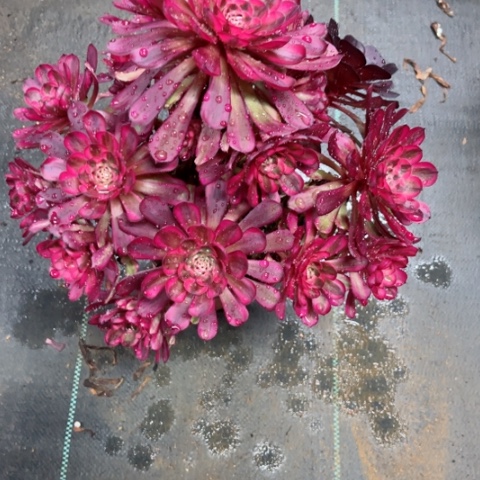 多肉植物白月光锦