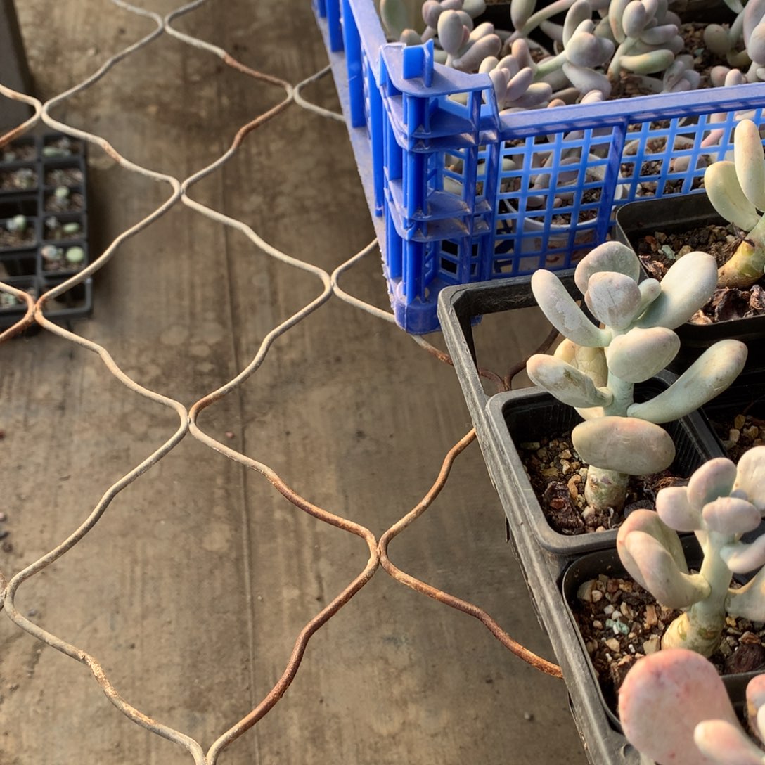 顾***娴叶片哈狗和后给哥哥