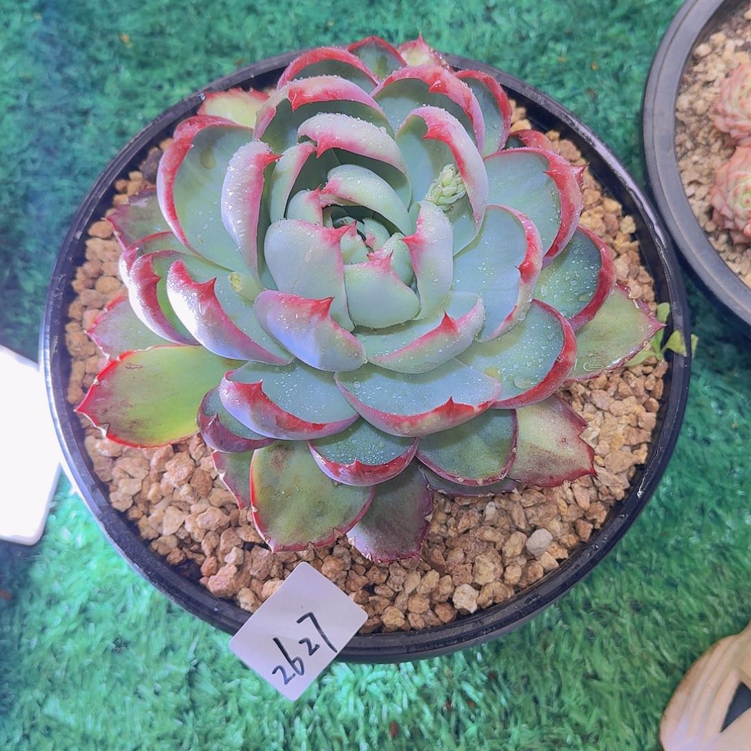 玉*2627惊鸿仙子多肉