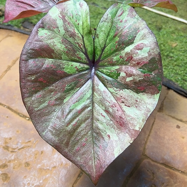 无花朵花莫奈泰彩养定8