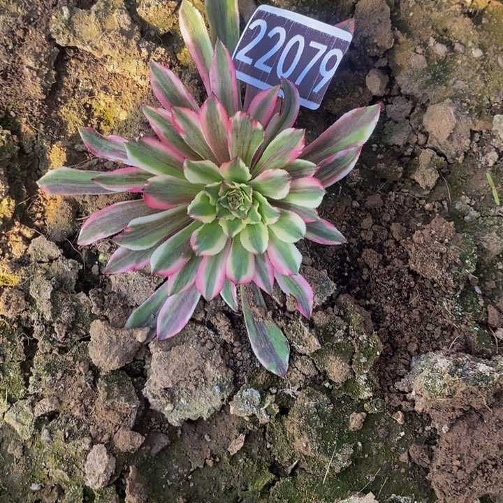 22079号锦鲤法师单头