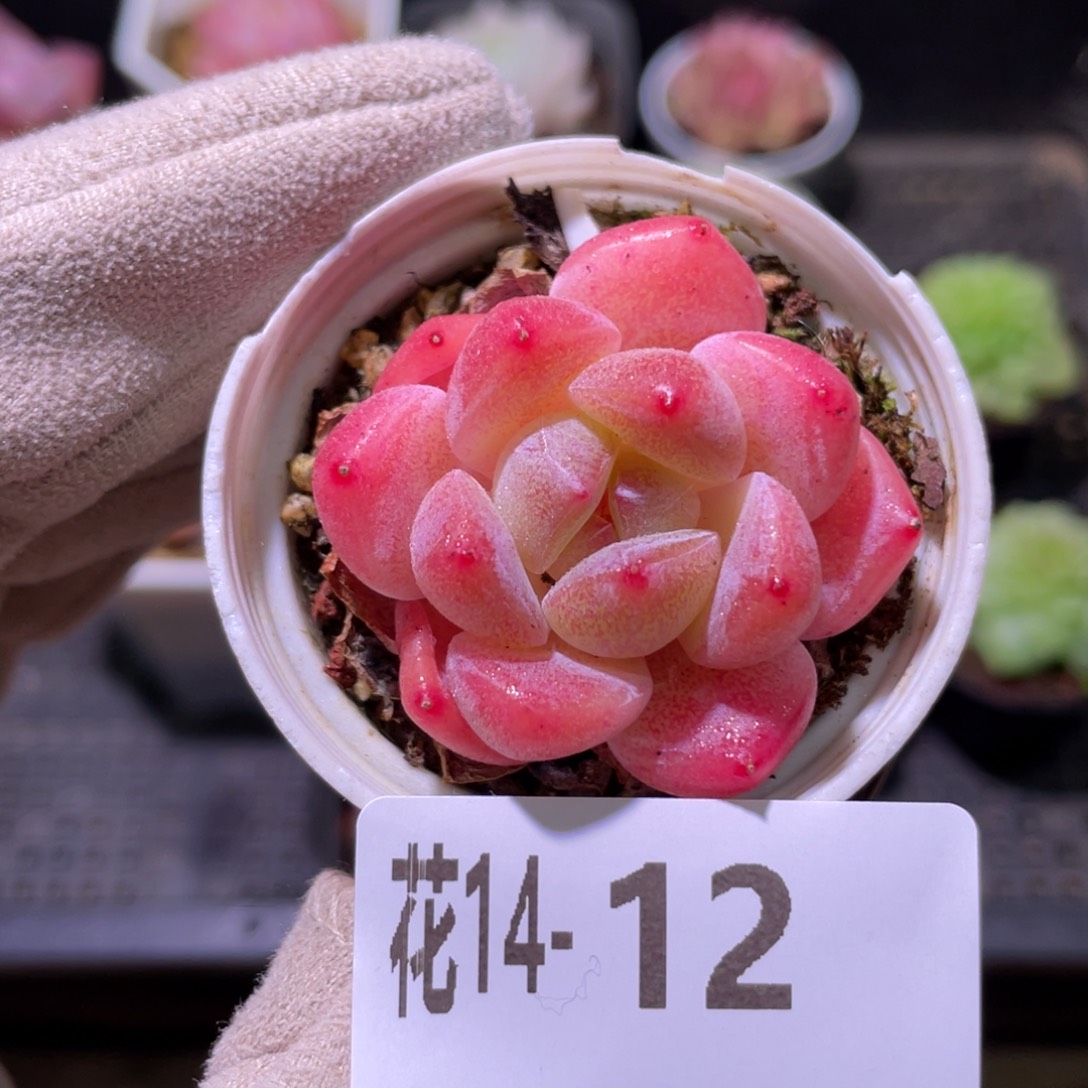 花利美14-12冰娃娃