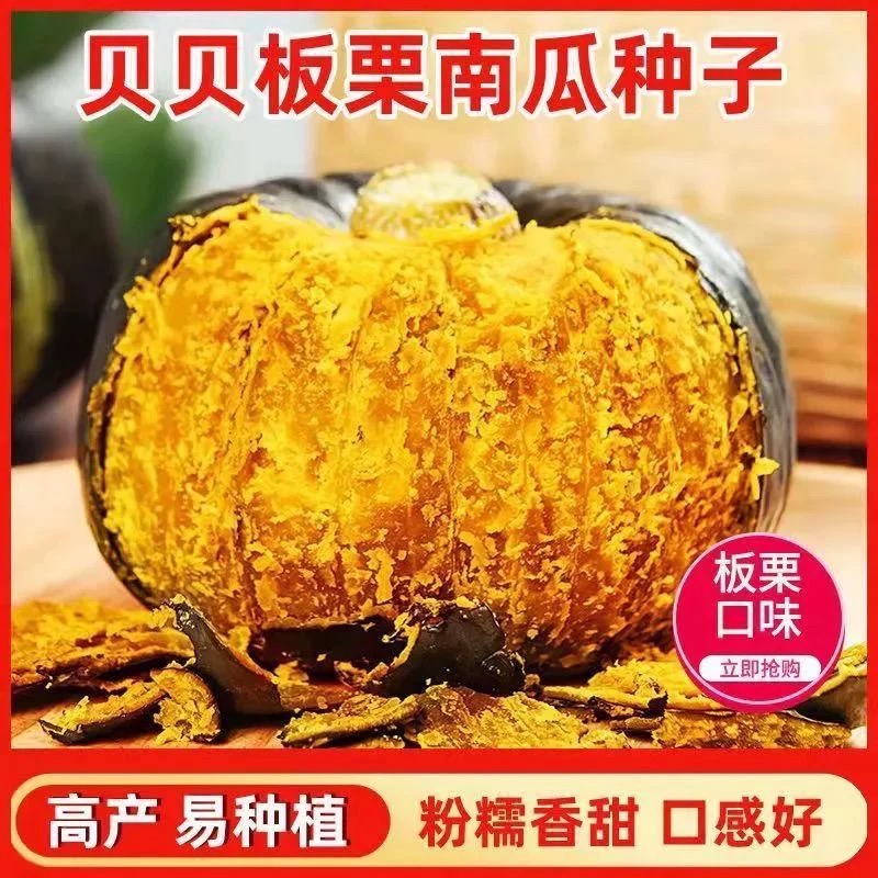 板栗贝贝南瓜种子春秋四季绿面瓜板栗味粉糯香甜栗小南瓜窝瓜种籽