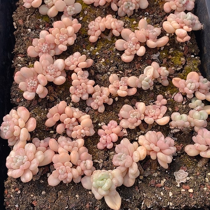 109 多肉植物盆栽花卉