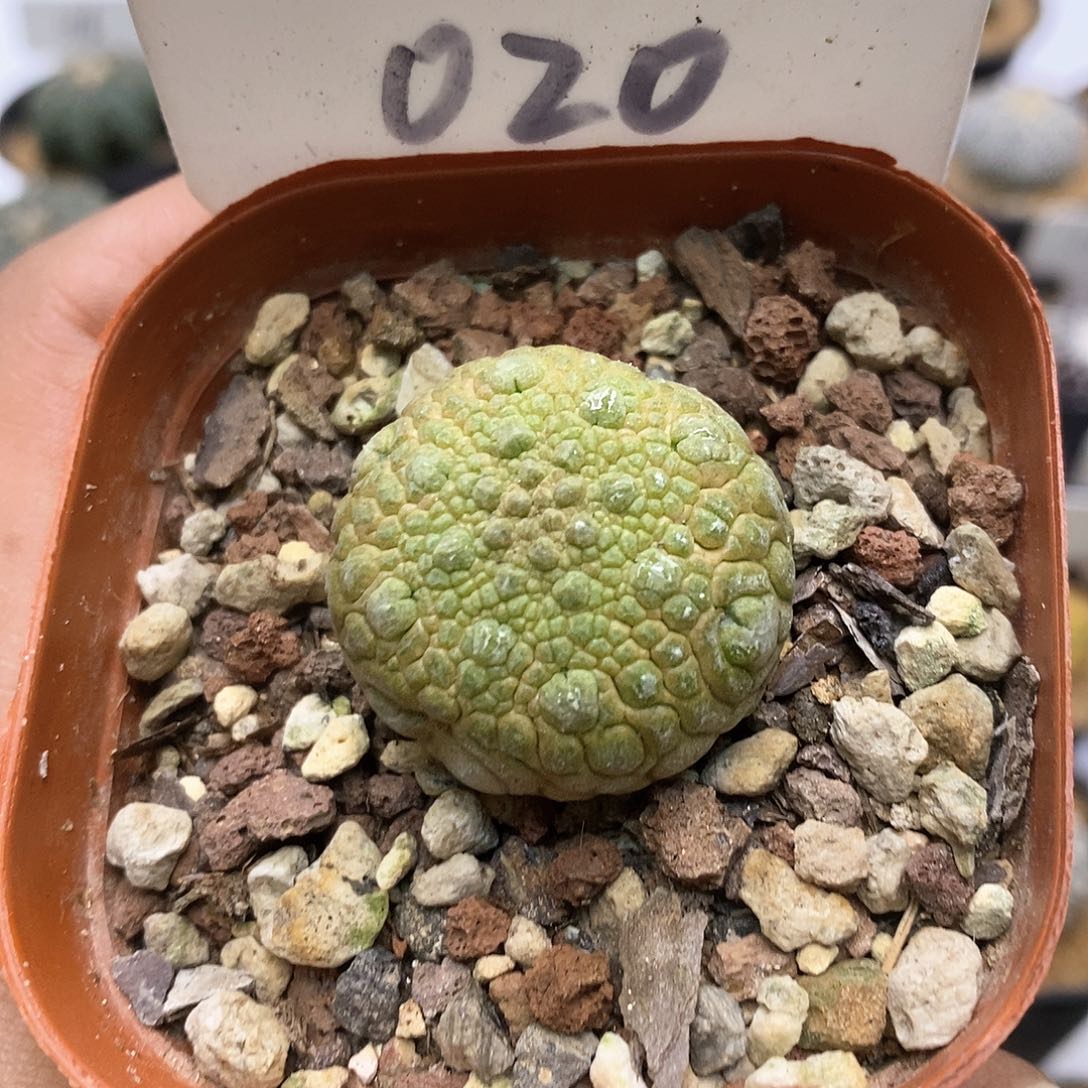 开播后我特价来了