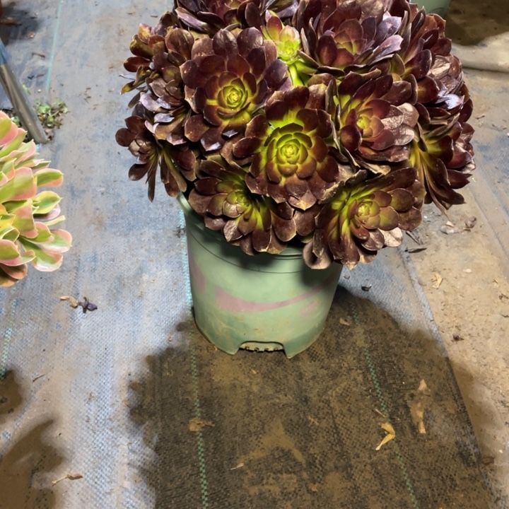 44赤焰莲多肉植物多肉多肉