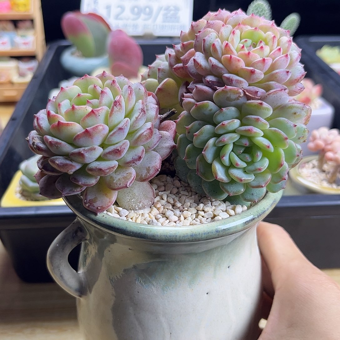 多肉植物白胖子一物一拍