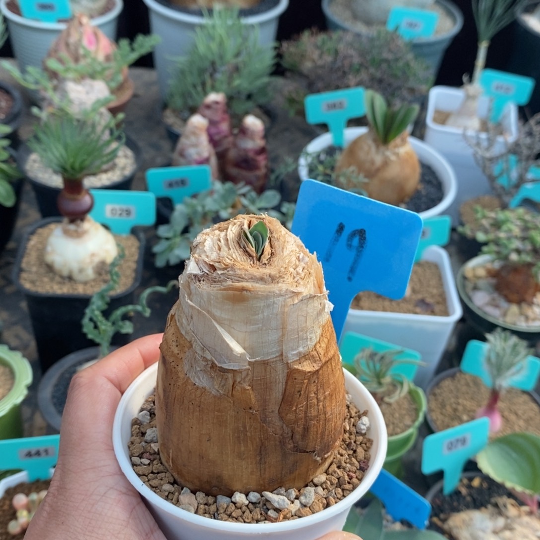 巨凤之卵多肉植物