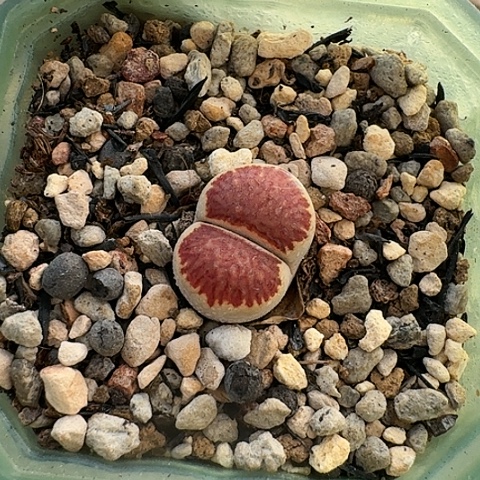 3687，菊红窗全窗带盆