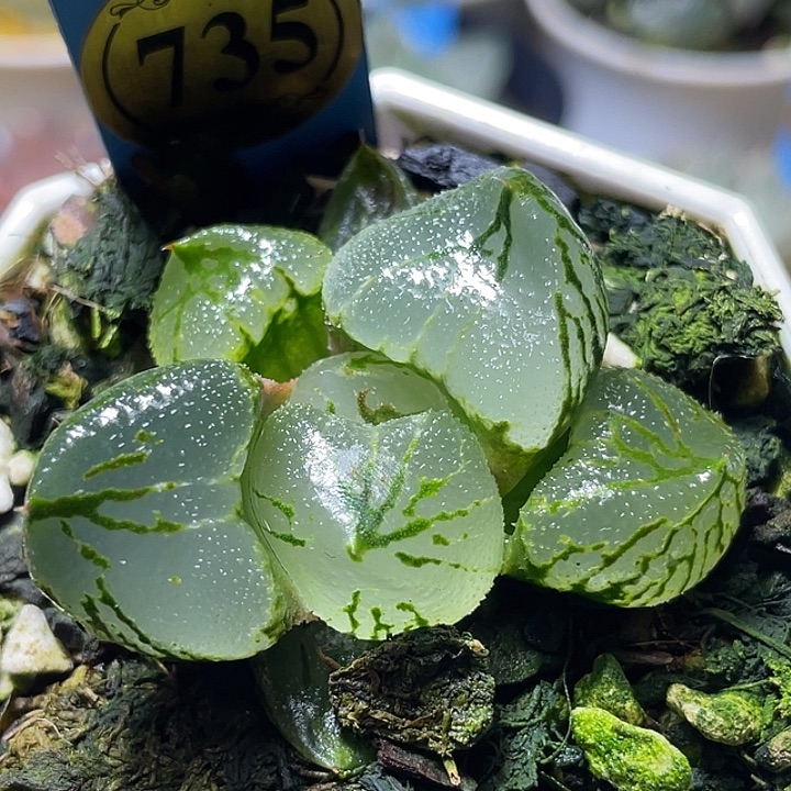 轰***炸735杨贵妃特选福利