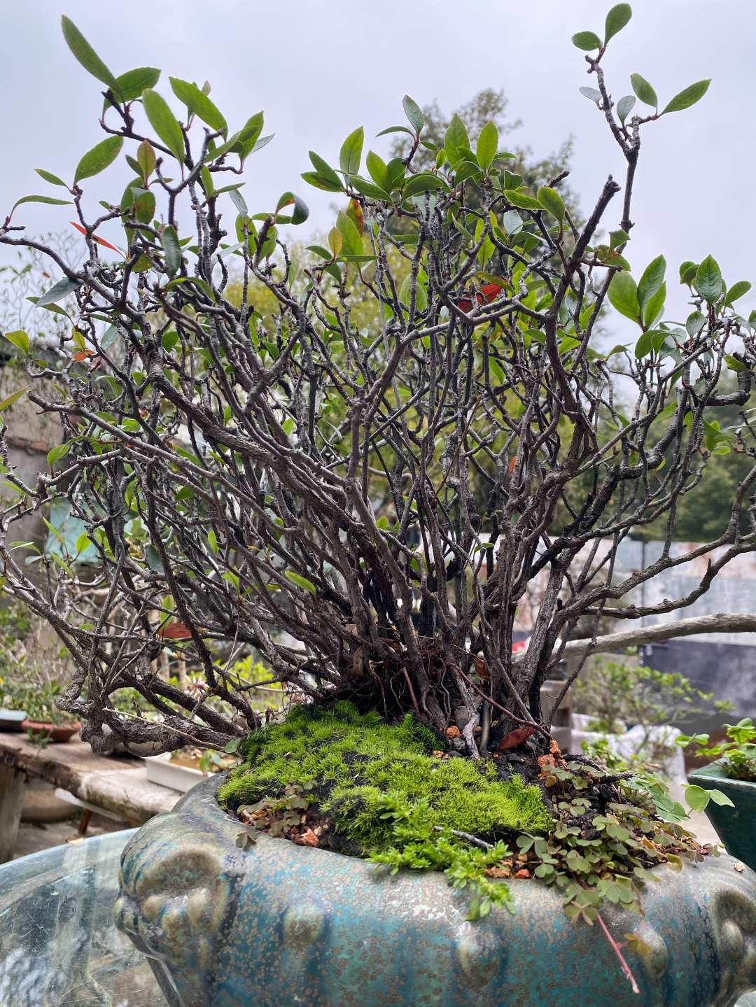 海岛栀花绿植盆景老桩盆栽室内外观赏植物