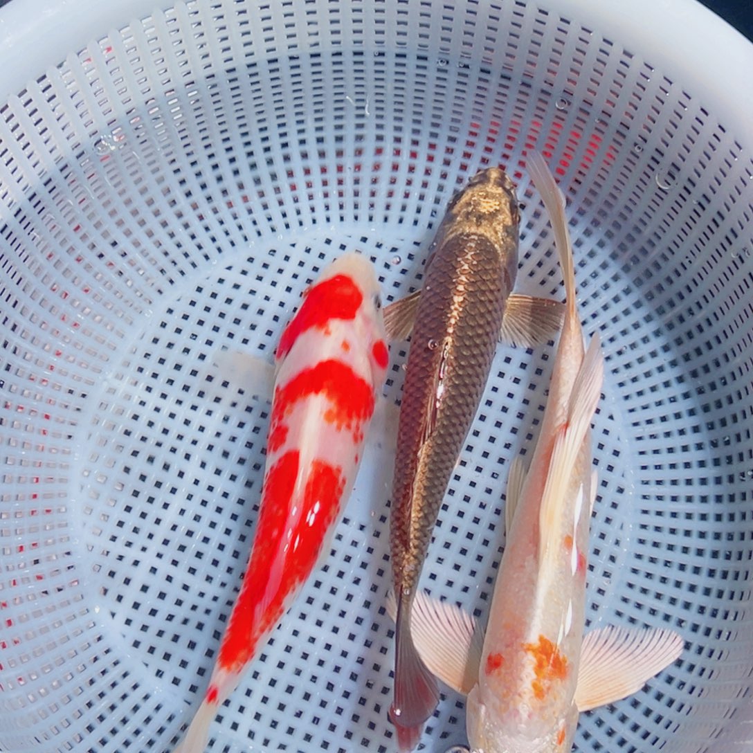 锦鲤锦鲤观赏鱼8888