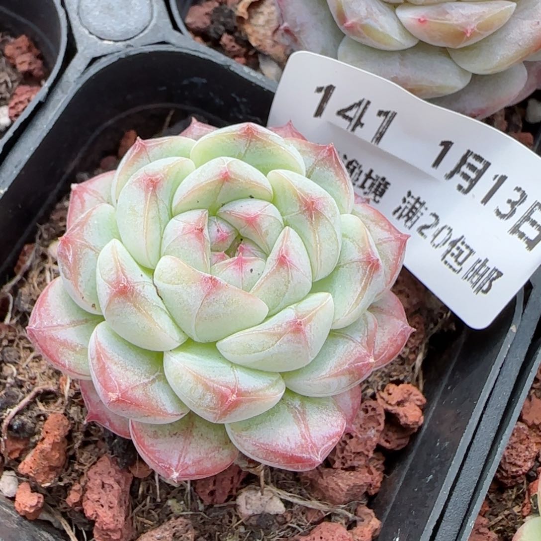 花语逸境0113-141