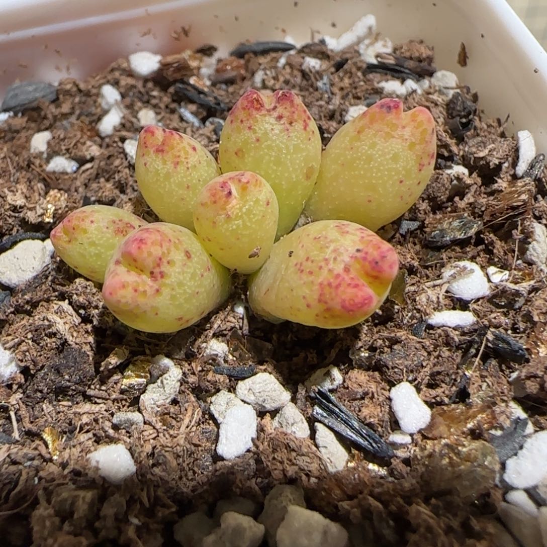 肉锥多肉植物百科30-草莓斑马1061