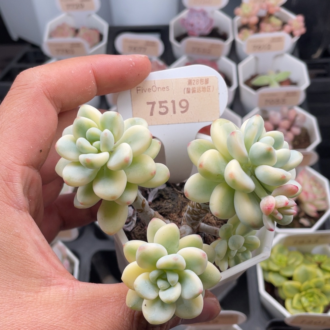 劳尔锦7519-9厘米