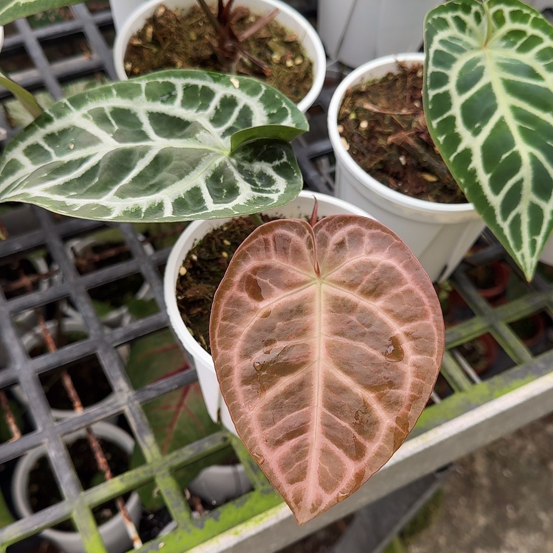 可***袋不开花植物一物一拍A121