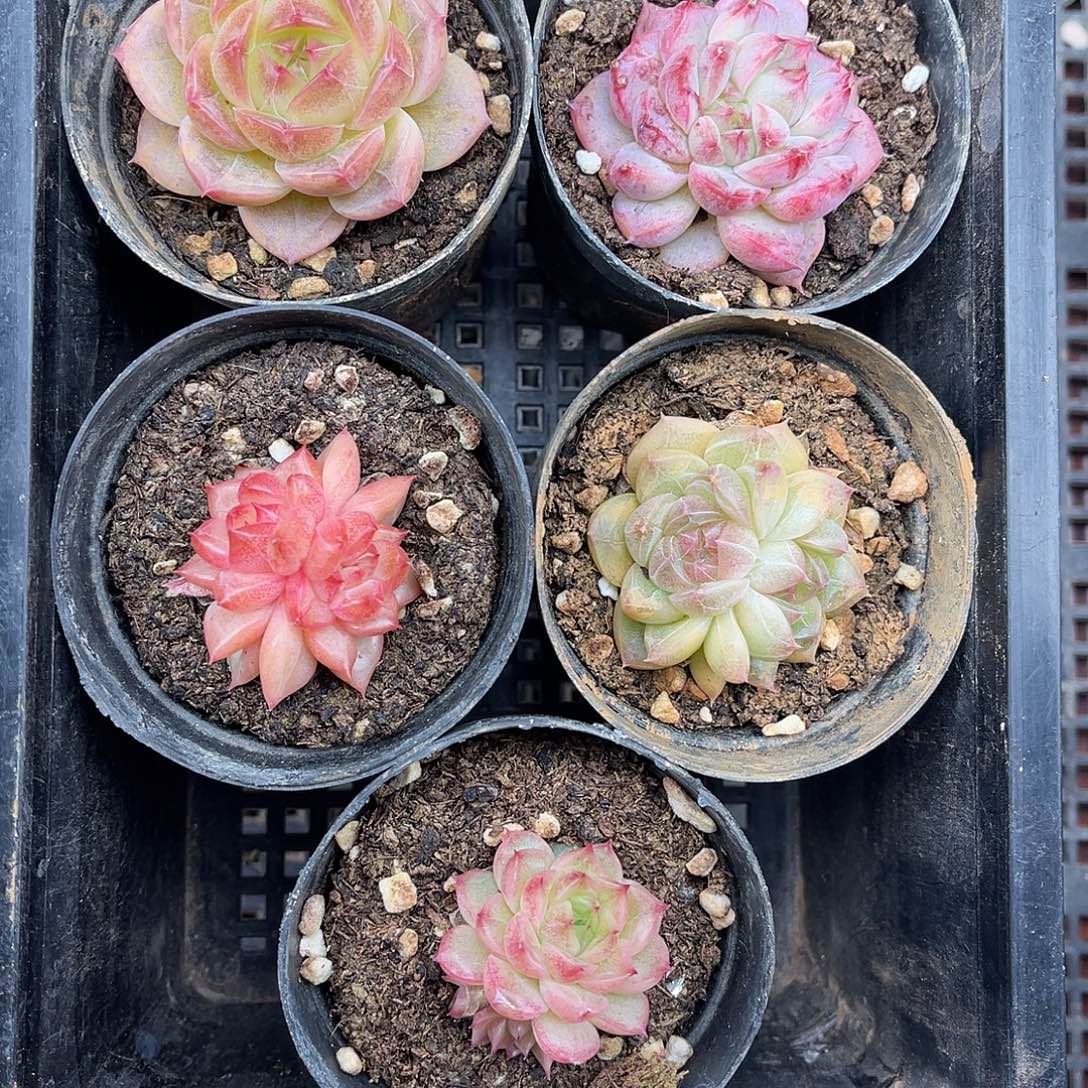 多肉一物一拍5-89