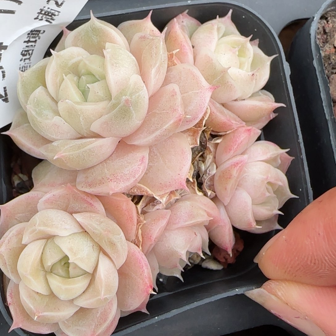 花语逸镜0127-254