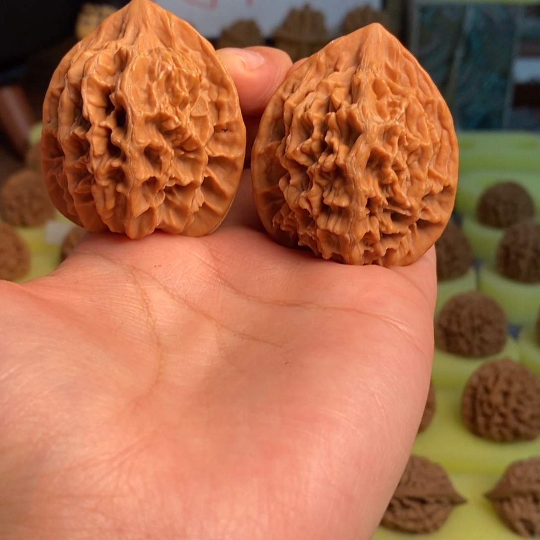 核桃秦岭大花40尺寸