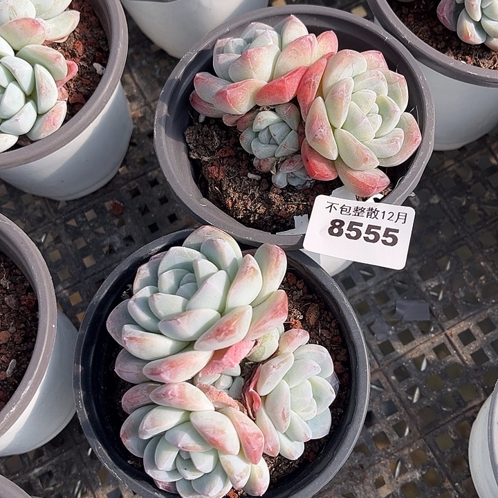 阿雅园艺。        8555两颗