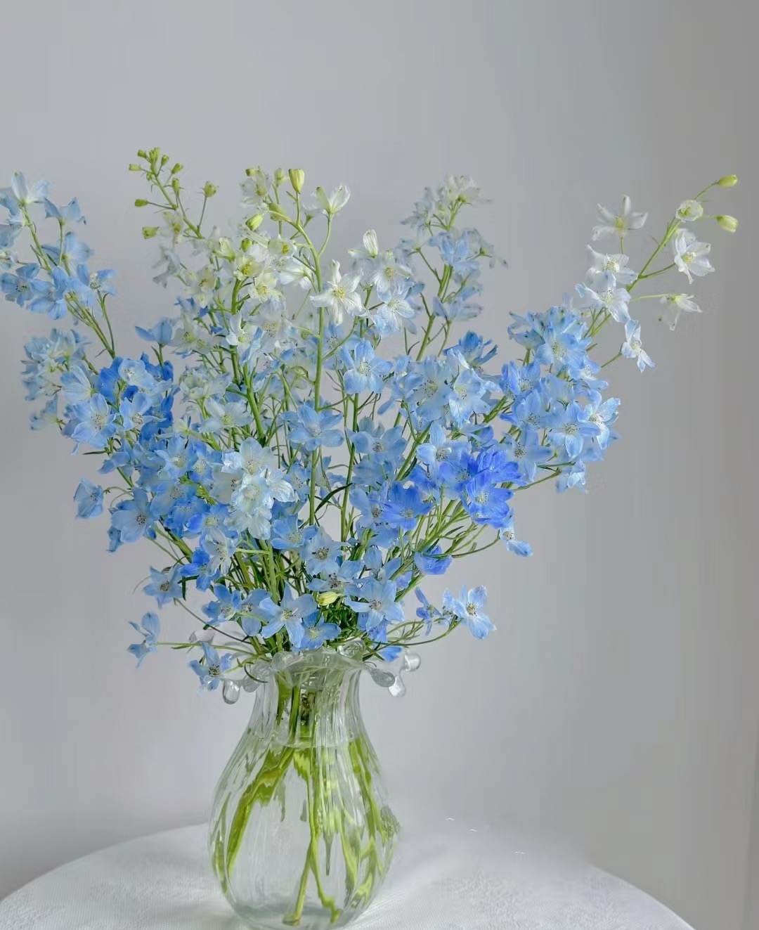 小飞燕，很漂亮，好养活