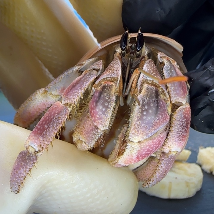 A19艳粉钳 灰白2.3cm口径