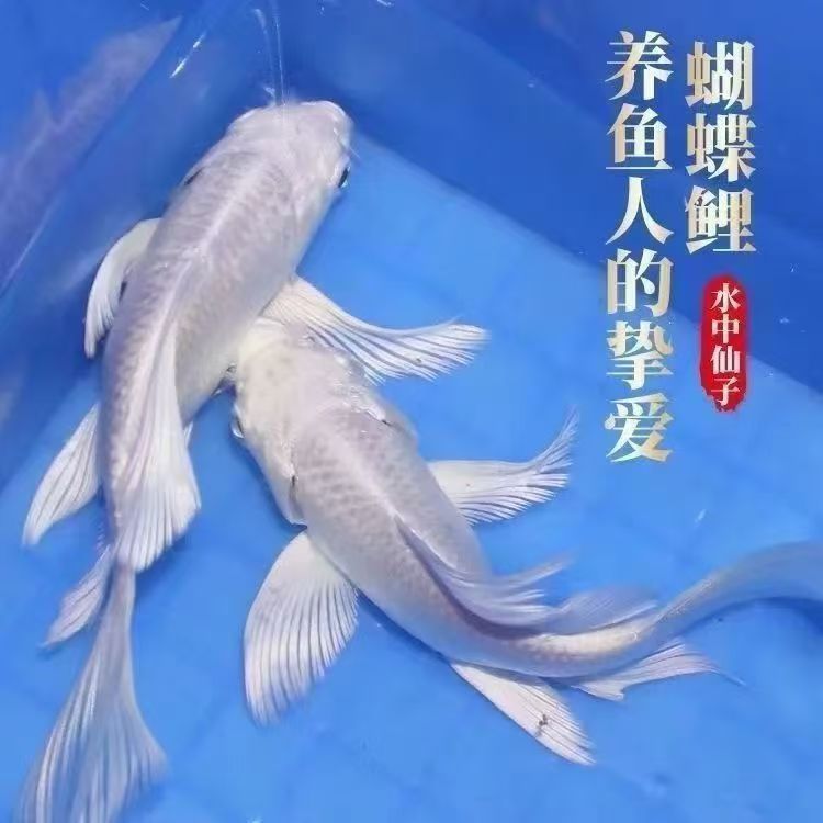 橙色牌1-200号纯正台湾白蝴蝶金蝴蝶鲤观赏鱼活体包邮包售后