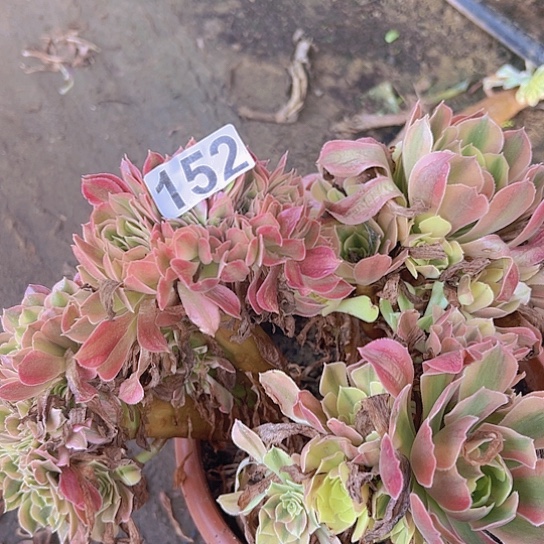 跳***跳多肉植物一个斑斓