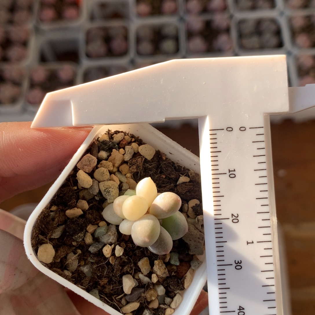 全锦头不售后奶酪锦哦