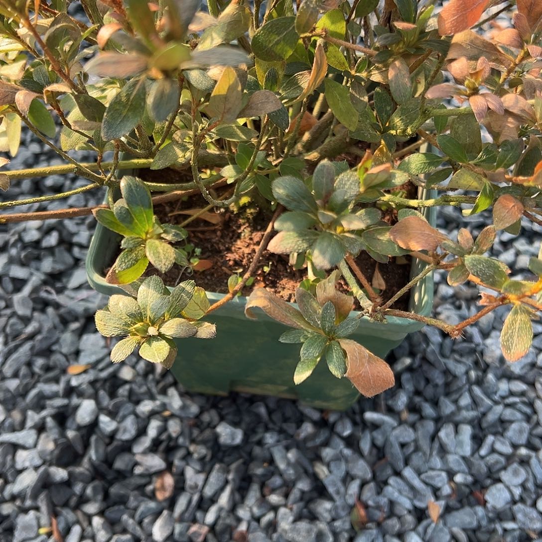 百***里无花朵盆景皋月杜鹃1003