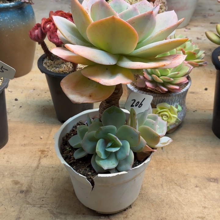 多肉植物，白凤206号