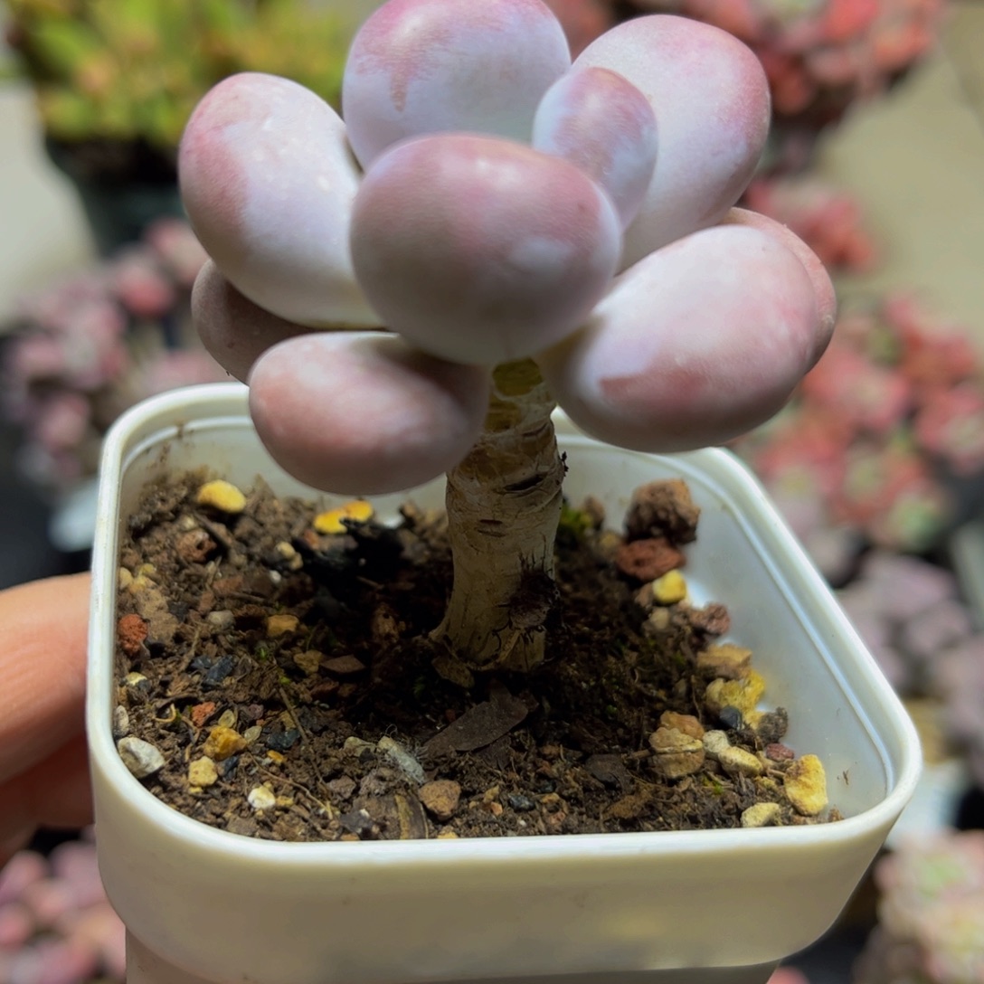 271达摩奶酪5厘米多肉