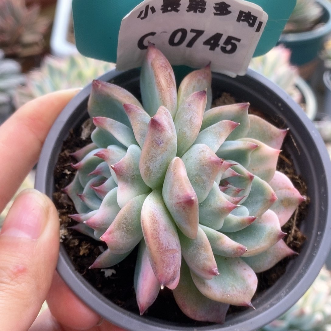 C745锦锦锦锦锦锦锦锦