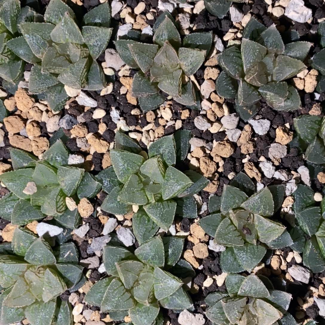 2907 一颗新冰砂糖 做手捧花首选