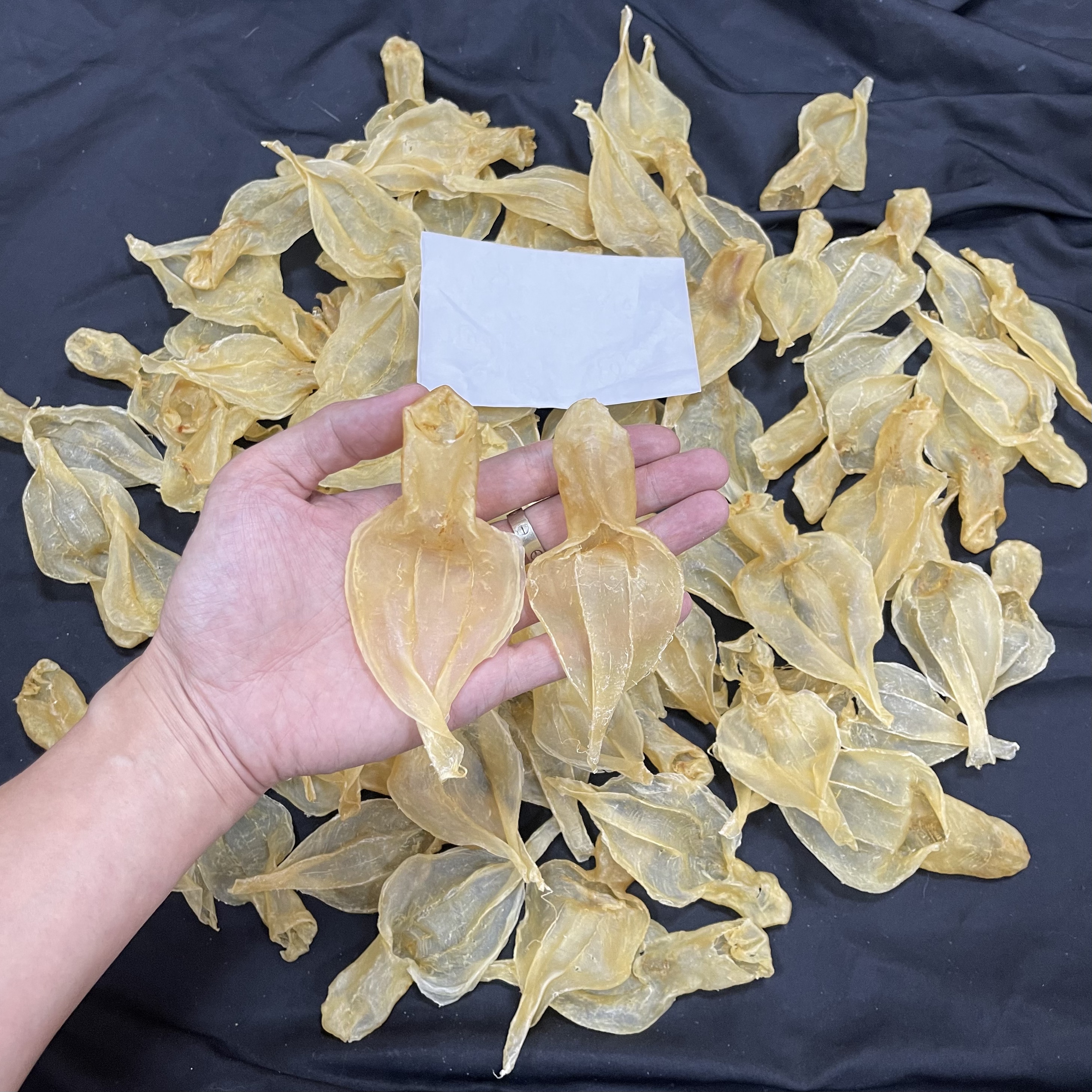 仙女白 白花胶 小仙女白花 鱼胶花胶干货 250-500g