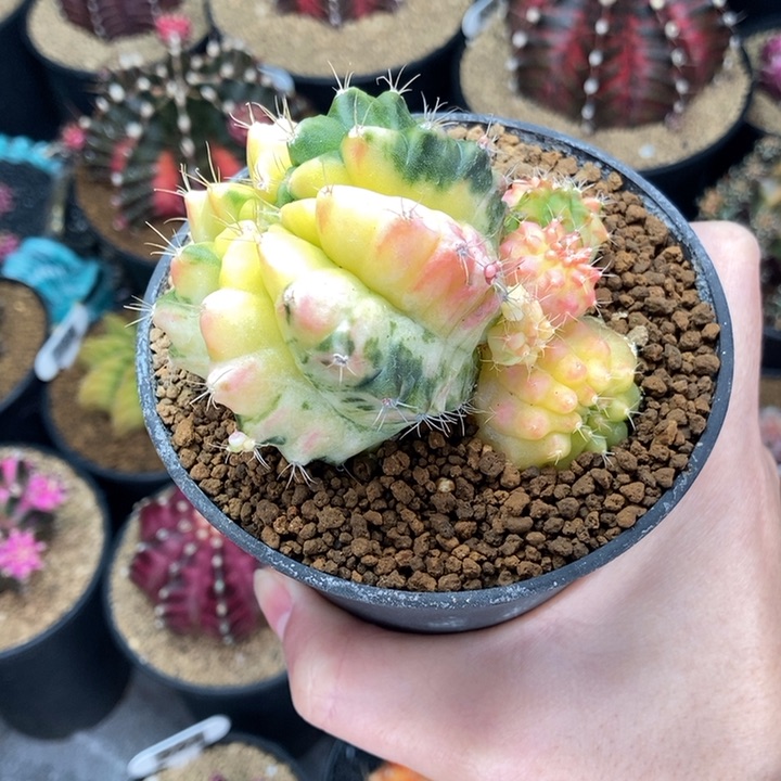 白锦 子吹锦 多子多福