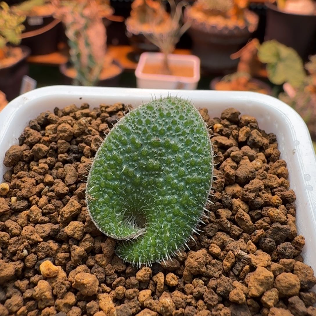 毛叶立金花356 仙人掌