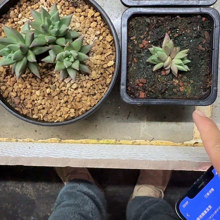 狼牙个体 叶插 一物一拍